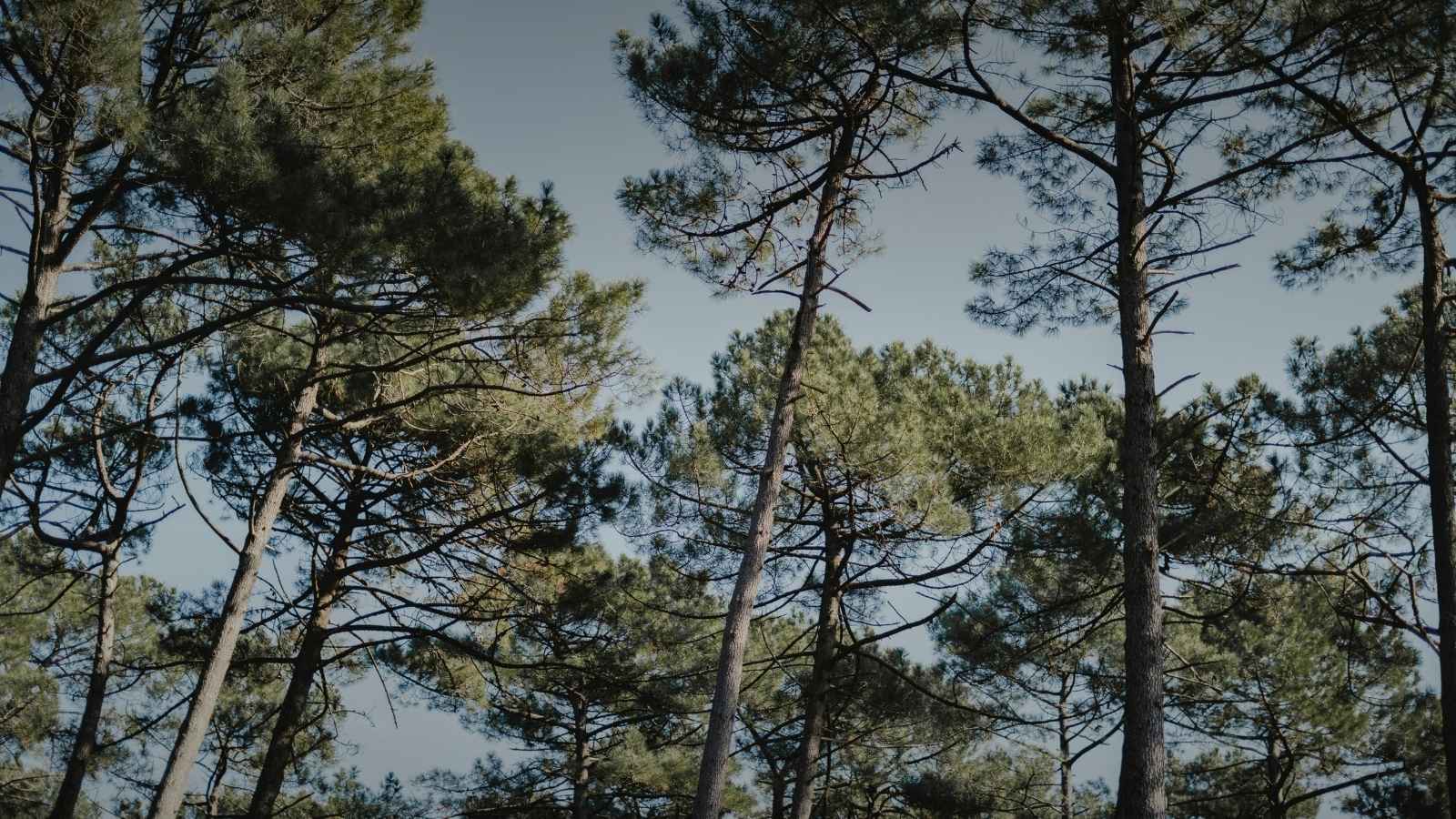 pinede-barbatre